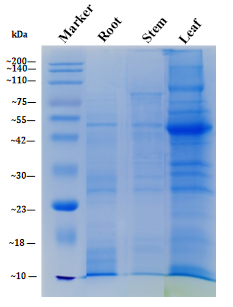 plant-tissue-root-stem-leaf-protein-extraction-kit